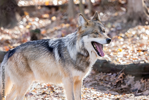 Mexican Wolf  Portrait With Open Mouth And Sharp Teeth Walking In The Woods