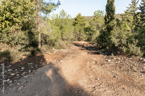 Forest  trail passing through the Carmel forest near Haifa city in northern Israel © svarshik