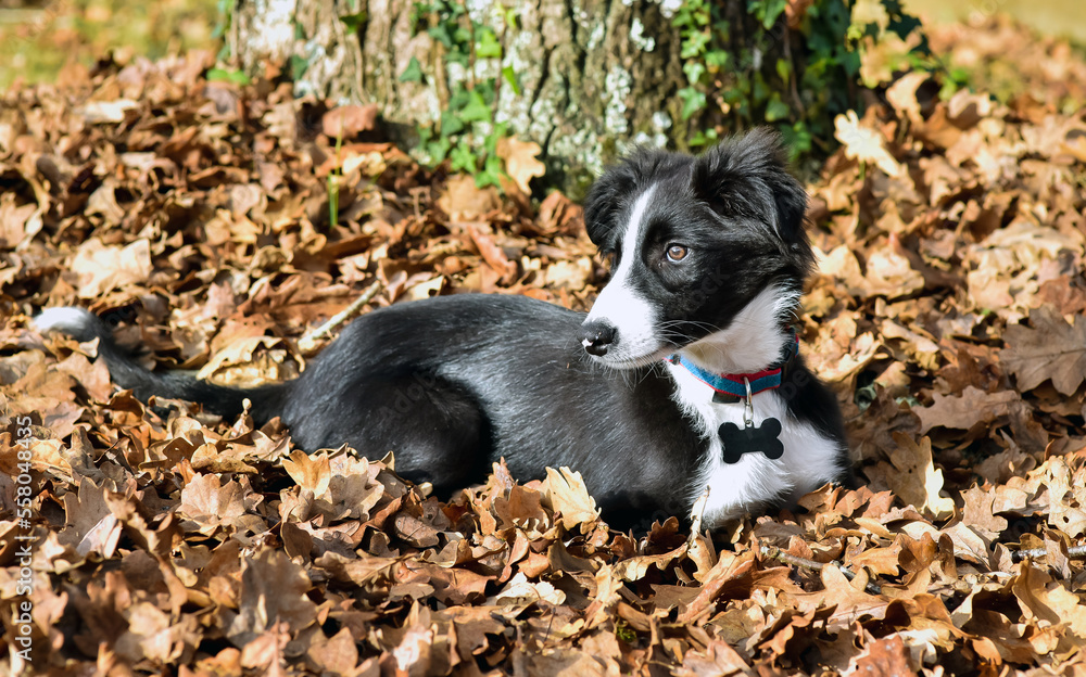 Cute portrait of a young border collie playing in the fallen leaves in autumn Cute portrait of a young border collie playing in the fallen leaves in autumn