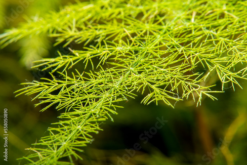 Close-up of a home ornamental plant. Part of a plant in soft focus at high magnification.