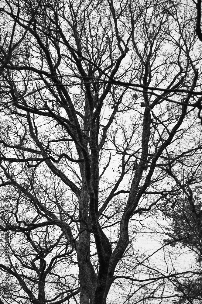 Baum in schwarz-weiss Baum in schwarz-weiss