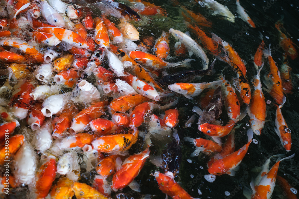 Top view of carp or crap fish in the pond with black background. Bird eye view top view of the beautiful fish in the canal. Top view of carp or crap fish in the pond with black background. Bird eye view top view of the beautiful fish in the canal.