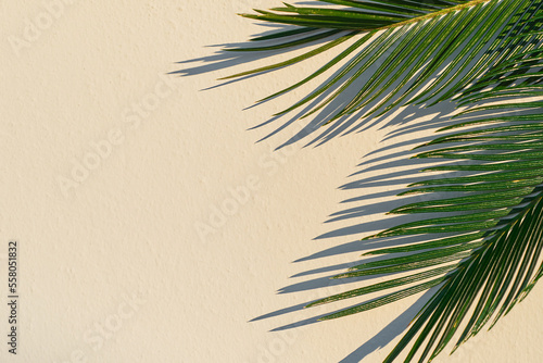 Palm leaves and leaf shadow on a beige wall. with copy space, idea for background