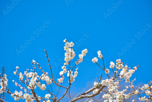 Plum Blossom Flower Bloom in January