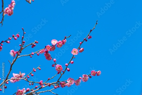 Plum Flower Bloom in January