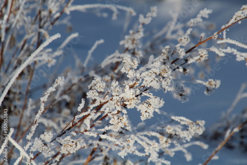 Beauty Of Frost