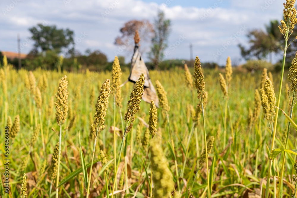 field. Other names include durra, millet, feterita, Guinea corn