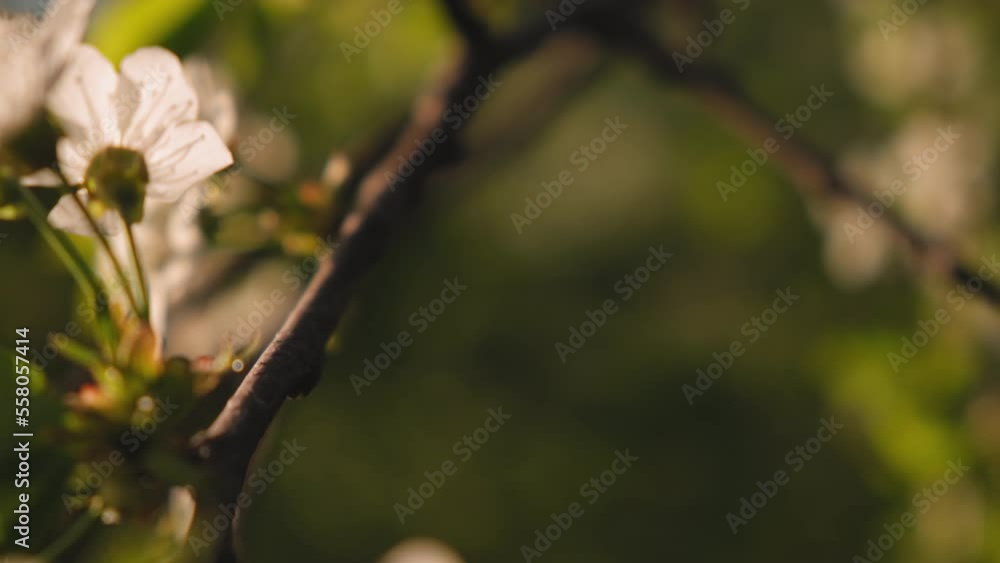 Cherry leaves in the wind. Slow panning across a beautiful white blooming cherry tree. Cherry blossoms in spring concept. Japanese sakura close-up steadicam shot. White bloom of a cherry tree. Cherry leaves in the wind. Slow panning across a beautiful white blooming cherry tree. Cherry blossoms in spring concept. Japanese sakura close-up steadicam shot. White bloom of a cherry tree.