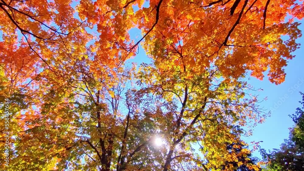 Law angle view of the maple trees