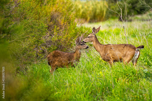 A mother deer and her fawn in the meadow. Two California Mule Deer  Odocoileus hemionus californicus  graze in the meadow.