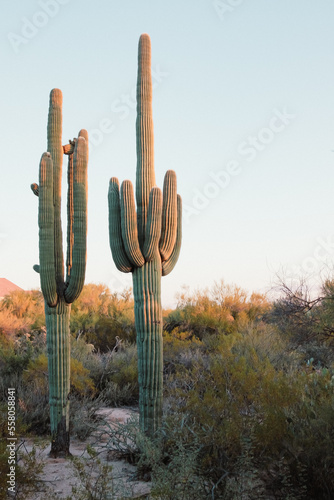 Cacti in the Arizona desert photo