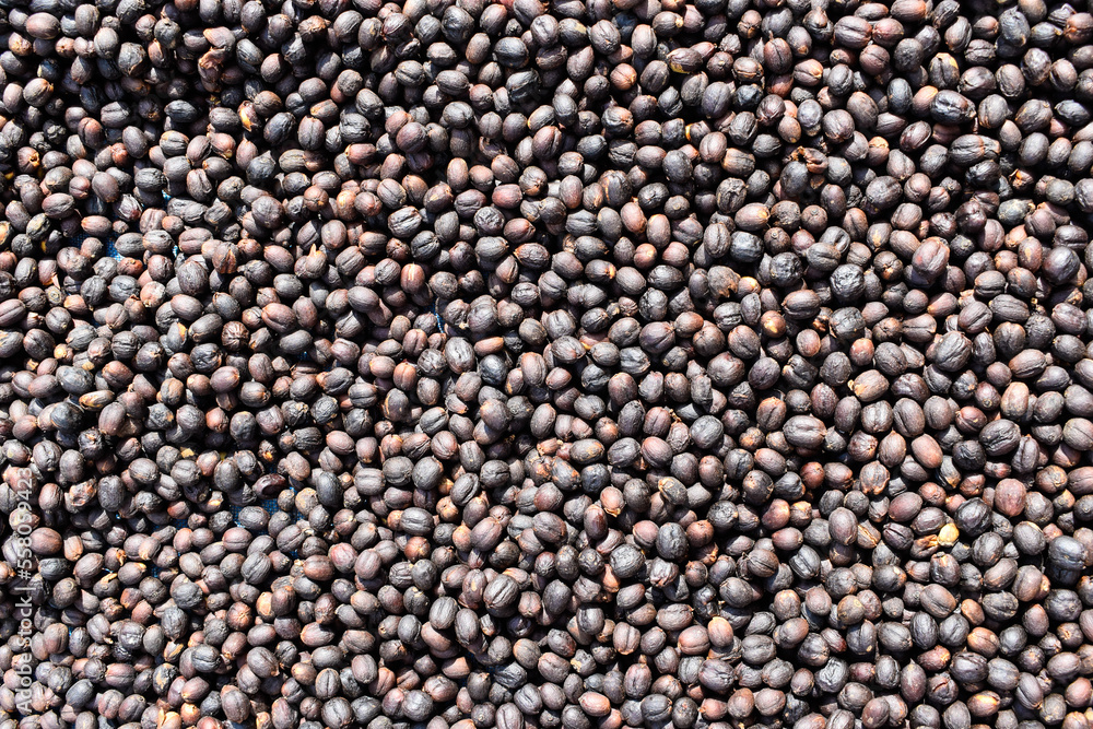Raw coffee beans dried under the sun. Top view of raw coffee fruits. Raw coffee beans dried under the sun. Top view of raw coffee fruits.