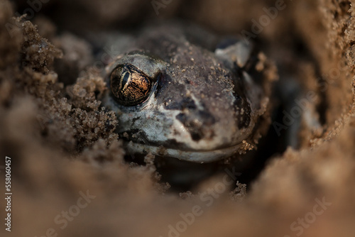 padefoot, garlic toad, Pelobates fuscus photo