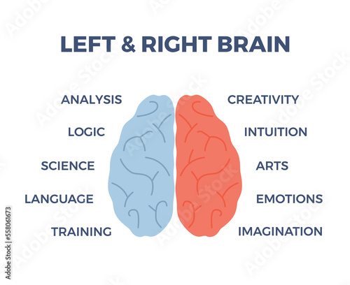 Infographic about human brain with left and right hemisphere flat style