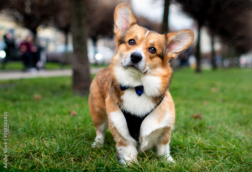 A pembroke corgi dog stands on a background of blurred trees and an alley. The dog has a collar with a leash and a butterfly on its neck. The photo is blurred