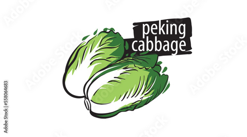 Drawn peking cabbage isolated on a white background