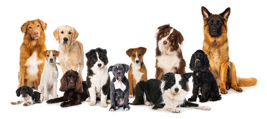 Group of breed dogs isolated on white