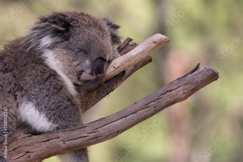 A rescued australian koala (Phascularctos cinereous).
