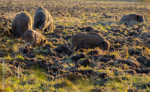 Fotografija Wild boar (Sus scrofa), common wild or Eurasian wild pig in nature