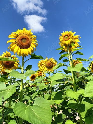 sunflowers in the field