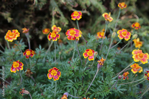 blurred floral background, wet marigold flowers ( Tagetes erecta) in the meadow after the rain