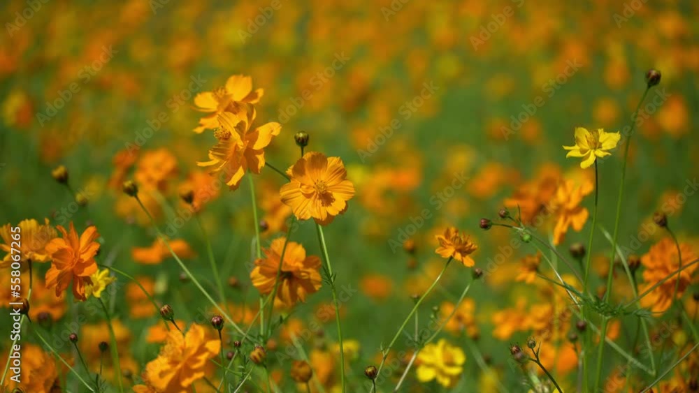 beautiful yellow cosmos flower field. beautiful yellow cosmos flower field.