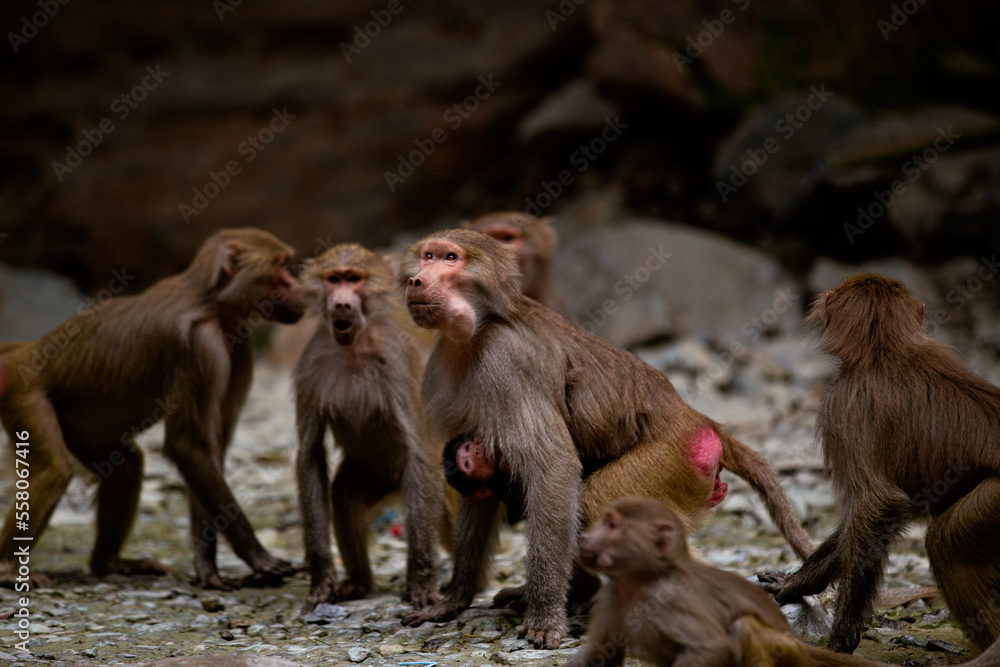 Fototapeta premium mother and baby
