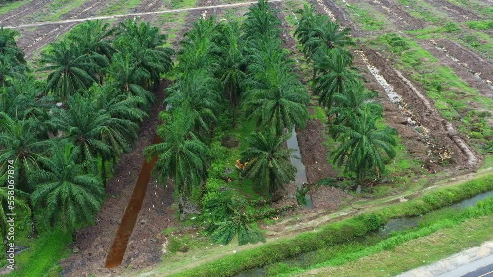 Aerial drone fly around capturing a digger excavator removing the palm trees with birds foraging on the side, deforestation for palm oil, environmental concerns and habitat loss. Aerial drone fly around capturing a digger excavator removing the palm trees with birds foraging on the side, deforestation for palm oil, environmental concerns and habitat loss.