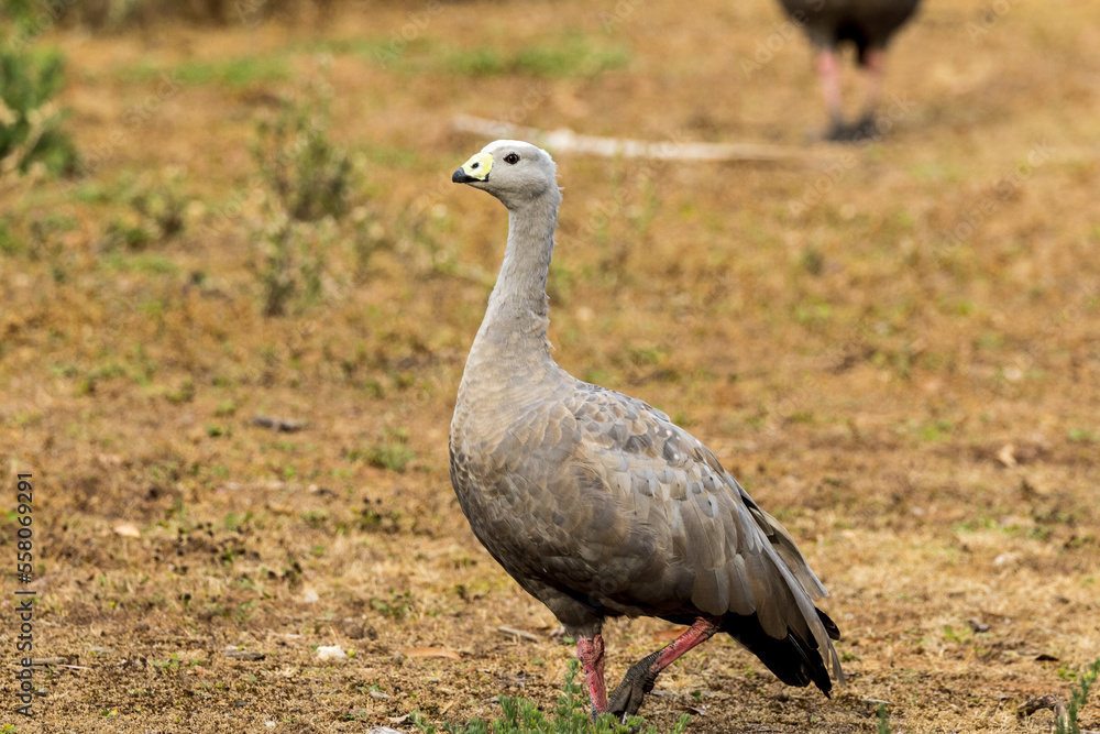 Fototapeta premium Cape Barren Goose in Victoria, Australia