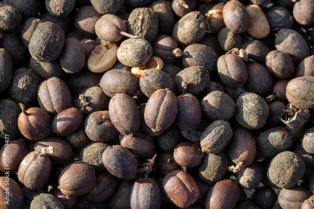 dried robusta coffee beans were poured from the basket dried robusta coffee beans were poured from the basket