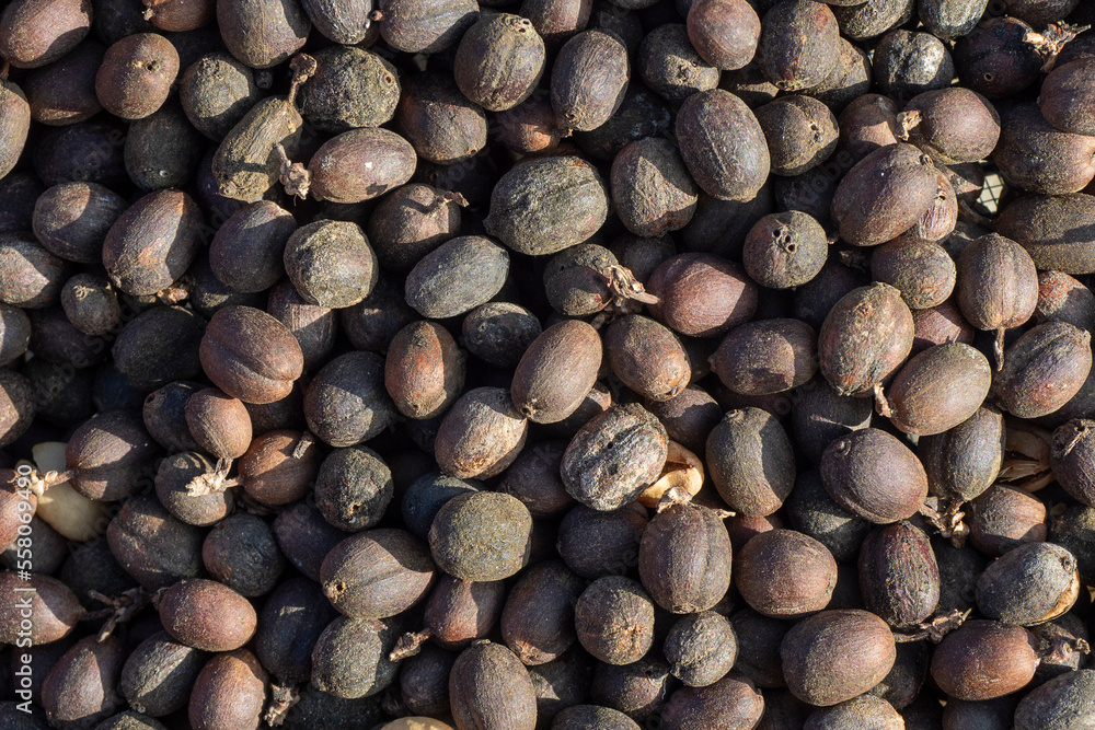 dried robusta coffee beans were poured from the basket dried robusta coffee beans were poured from the basket