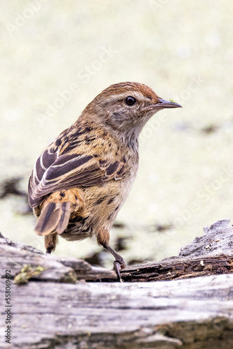 Little Grassbird in Victoria, Australia photo