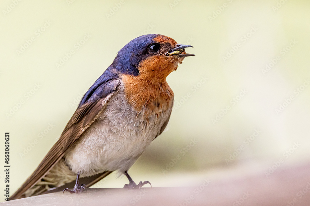 Fototapeta premium Welcome Swallow in Victoria, Australia