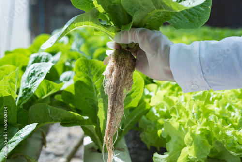 Young Asian girl farmer holding hands for checking fresh green oak lettuce salad  organic hydroponic vegetable in nursery farm. Business and organic hydroponic vegetable concept.