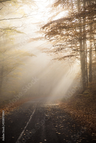 Enchanting sun rays falling through the mist in a golden forest in autumn. The beauty of nature in vibrant warm fall colors of beech trees.