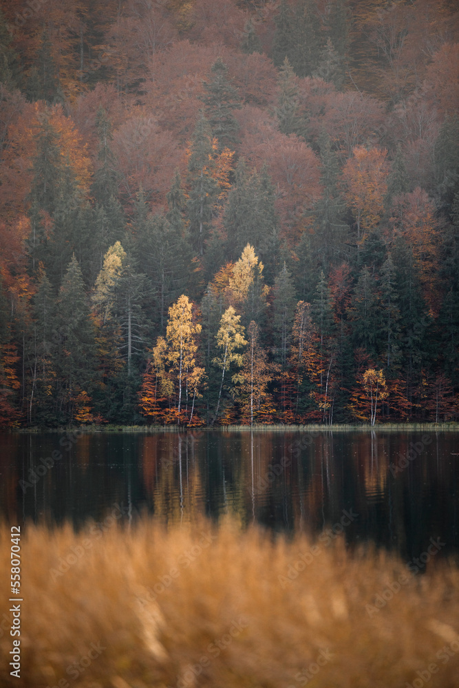 Reflection in the water of trees in the forest. Sfanta ana Lake,Romania.
