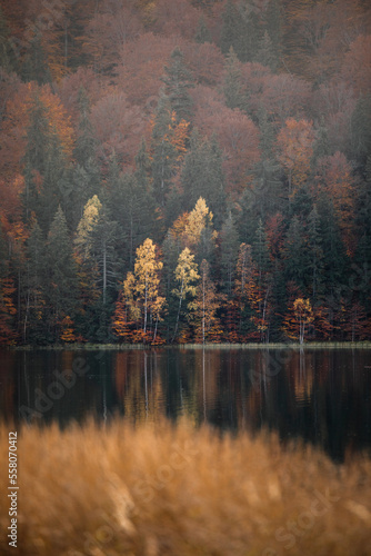 Reflection in the water of trees in the forest. Sfanta ana Lake,Romania.