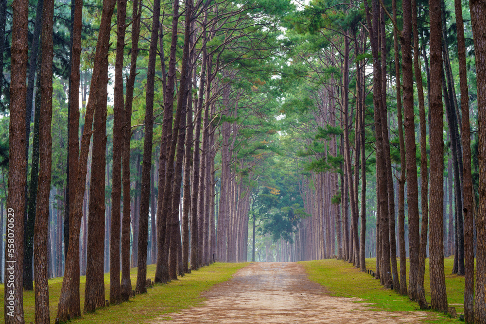 Fototapeta premium Pine forest at Suan son bor kaew, Hot District, Chiang mai Province, Thailand.