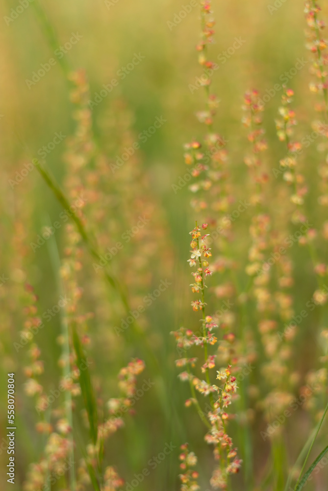Wild flowers in the field. Delicate dreamy image. Selective focus. Care for the environment. World Wildlife Day. Copy space. Wild flowers in the field. Delicate dreamy image. Selective focus. Care for the environment. World Wildlife Day. Copy space.