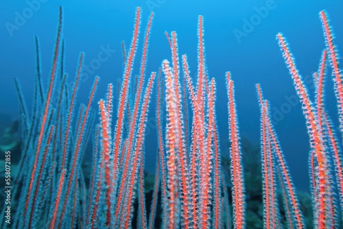 Organic texture of soft red whip coral (Ellisella ceratophyta). Abstract background. photo