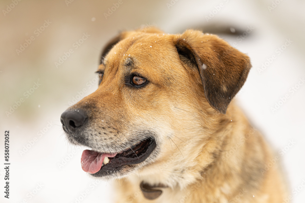 Yellow colored dog enjoying the first snow of the season. Running, jumping, looking. Very rewarding, happy face, feeling the freedom and sharing the joy with the owner. Playing with snow. Yellow colored dog enjoying the first snow of the season. Running, jumping, looking. Very rewarding, happy face, feeling the freedom and sharing the joy with the owner. Playing with snow.