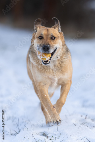 Yellow colored dog enjoying the first snow of the season. Running, jumping, looking. Very rewarding, happy face, feeling the freedom and sharing the joy with the owner. Playing with snow.