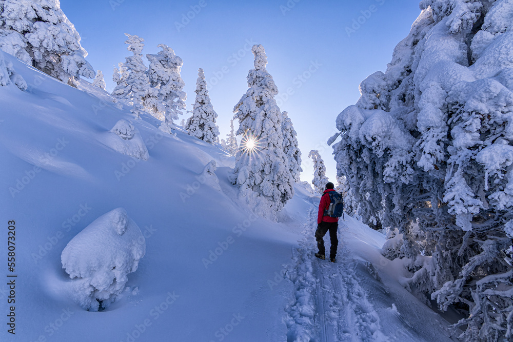 A man standing on a path and looking at rising sun, peaking through the snow covered trees. Path leading uphill through snow covered nature, such a serene and peaceful view. 
