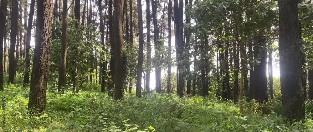 a pine forest blown by strong winds during the day before it rains a pine forest blown by strong winds during the day before it rains