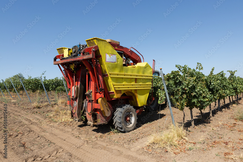Mechanical harvest on a sunny day. Harvesting by machinery in the vineyards. Mechanical harvest on a sunny day. Harvesting by machinery in the vineyards.