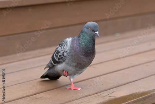 standing pigeon on the wooden deck