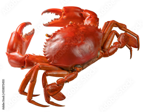 Boiled Red Sea Crab on white background, Scylla Serrata or Serrated mud crab on white PNG File.