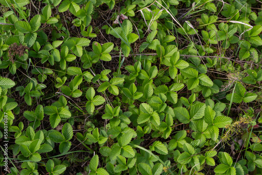 Close-up view of green strawberry leaves in the garden. Green bushes of a strawberry at summer. Selective focus, blurred background Close-up view of green strawberry leaves in the garden. Green bushes of a strawberry at summer. Selective focus, blurred background