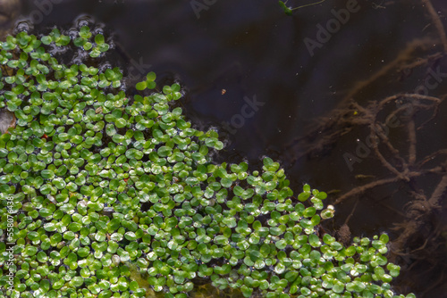 Duckweed. Green Duckweed natural background on water