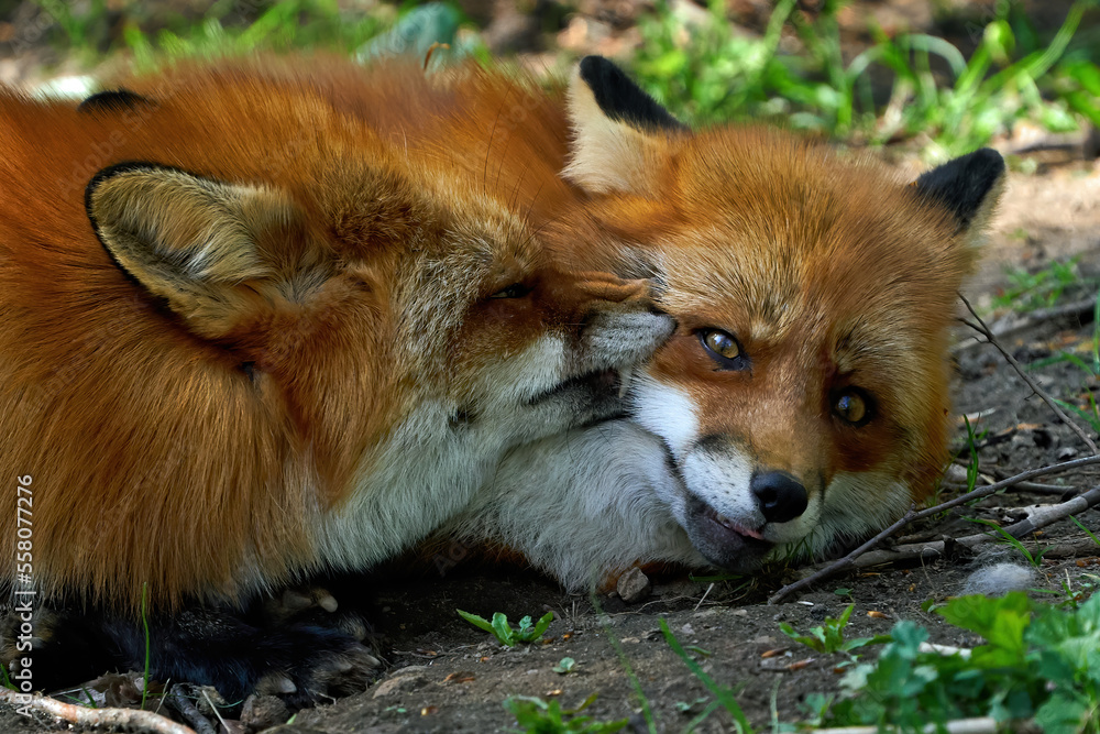 Red fox (Vulpes vulpes) Red fox (Vulpes vulpes)